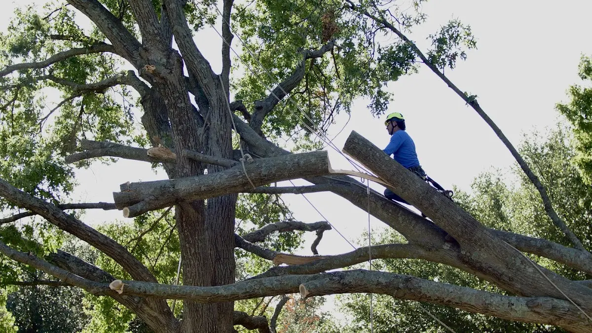 Professional Crown Thinning performed by certified arborists in Saratoga Springs