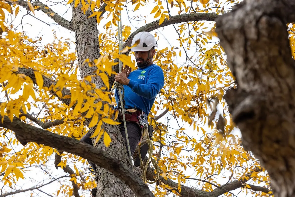 Skilled Tree Pruning crew working in Saratoga Springs
