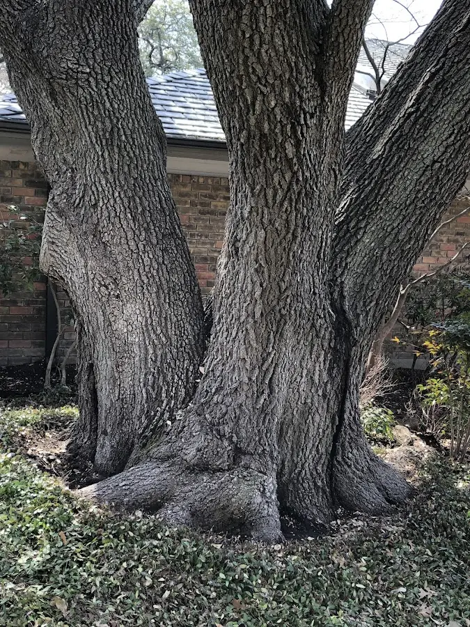 Mature heritage tree close to a Saratoga Springs property cared for by certified arborists